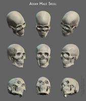 Asian male skull diego - Thumbnail