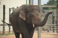 thumbnail Houston Zoo
